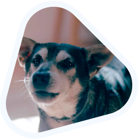 Pies mieszaniec husky'iego z jamniczkiem